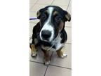 Adopt Benjamin a Black - with Tan, Yellow or Fawn Basset Hound / German Shepherd