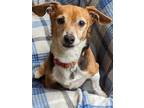 Adopt Roscoe a Tricolor (Tan/Brown & Black & White) Beagle / Dachshund / Mixed