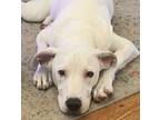 Adopt Hermes *VIP* a White Bull Terrier / Golden Retriever / Mixed (short coat)