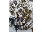 Adopt Pal a Tan/Yellow/Fawn - with Black Australian Cattle Dog / Mixed dog in