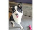 Adopt Trooper a Tricolor (Tan/Brown & Black & White) Border Collie / Australian