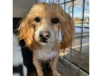 Adopt Simon a Red/Golden/Orange/Chestnut Cockapoo / Mixed dog in Antelope