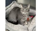 Adopt Dyna a Gray or Blue Domestic Shorthair / Mixed Breed (Medium) / Mixed