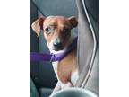 Adopt Tillie a White - with Red, Golden, Orange or Chestnut Jack Russell Terrier