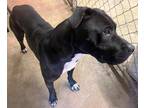 Adopt Jade a Black - with White Labrador Retriever / Pit Bull Terrier / Mixed