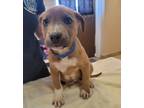 Adopt Stanley a Brown/Chocolate Border Collie / Mixed Breed (Medium) / Mixed