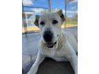 Adopt Pearl a White Anatolian Shepherd / Mixed dog in Antelope Valley