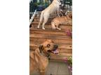 Adopt Tanner a Tan/Yellow/Fawn Rhodesian Ridgeback / Mixed dog in Clayton