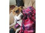 Adopt Brooke a Tan/Yellow/Fawn - with White American Staffordshire Terrier /
