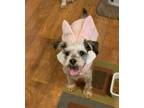 Adopt Daisy a White - with Gray or Silver Miniature Schnauzer / Mixed dog in