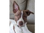 Adopt Ginger a White - with Brown or Chocolate Australian Cattle Dog / Mixed dog