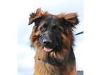 Adopt Pax a Black - with Tan, Yellow or Fawn German Shepherd Dog / Mixed dog in