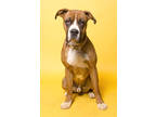 Adopt Hercules 'Boxer' a Brown/Chocolate Boxer / Mixed Breed (Medium) / Mixed