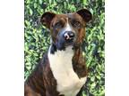 Adopt Roadie ~ SPONSORED a Brindle Boxer / Mixed Breed (Medium) / Mixed (short