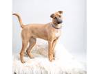Adopt Bonnie a Brown/Chocolate Black Mouth Cur / Mixed Breed (Medium) / Mixed
