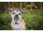 Adopt Otto a Tan/Yellow/Fawn Pug / Mixed Breed (Medium) / Mixed (short coat) dog