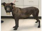 Adopt Sugar a Brown/Chocolate Labrador Retriever / Terrier (Unknown Type