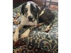 Adopt Zero a Catahoula Leopard Dog / Mixed dog in Waverly, NY (40802017)