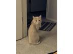 Adopt Chico a Orange or Red Tabby Tabby / Mixed (long coat) cat in Tucson