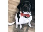 Adopt Bailey a Black - with Gray or Silver Labrador Retriever / Pointer / Mixed