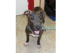 Adopt Tigress a Brindle Labrador Retriever / Bernese Mountain Dog / Mixed (short