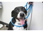 Adopt Romeo a Pit Bull Terrier / Australian Cattle Dog / Mixed dog in Mountain