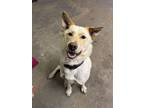 Adopt Tango a Tan/Yellow/Fawn Labrador Retriever / Mixed Breed (Medium) / Mixed