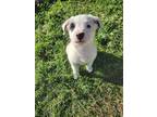 Adopt Tobi a Black - with White Australian Shepherd / Labrador Retriever / Mixed