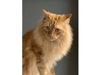 Adopt Rowdy a Orange or Red Domestic Longhair (long coat) cat in Chattanooga