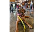 Adopt Moe a Border Collie / Terrier (Unknown Type, Small) / Mixed dog in