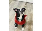Adopt Ursula a Black - with White Border Collie / Husky / Mixed dog in Memphis