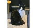 Adopt Callista a Black & White or Tuxedo Domestic Mediumhair (long coat) cat in