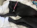 Adopt Bella a Black Retriever (Unknown Type) / Poodle (Standard) / Mixed dog in