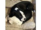 Adopt Simon a Black - with White Feist / Mixed dog in Cortlandt Manor