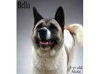 Adopt Bella a Akita / Mixed dog in Nicholasville, KY (40916622)
