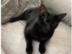 Adopt Barley24 a Domestic Shorthair / Mixed (short coat) cat in Youngsville