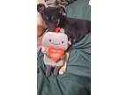 Adopt Calleena a Black Australian Cattle Dog / Shepherd (Unknown Type) / Mixed