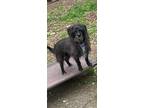 Adopt Allison a Black - with White Dachshund / Terrier (Unknown Type