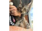 Adopt Spirit a Domestic Shorthair / Mixed (short coat) cat in Arkadelphia