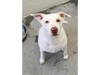 Adopt Kane / Rebel a Labrador Retriever / American Pit Bull Terrier / Mixed dog