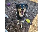 Adopt Happy / AC 21658B/ Max a Husky / German Shepherd Dog / Mixed dog in