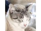 Adopt Elliot a Siamese / Mixed (short coat) cat in New Braunfels, TX (40899411)