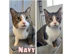 Adopt Navy a Domestic Shorthair / Mixed (short coat) cat in Pierceton