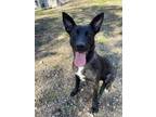 Adopt Tabitha a Black - with White German Shepherd Dog / Mixed dog in Heber