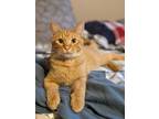 Adopt Buzz a Orange or Red Tabby Domestic Shorthair (short coat) cat in Sioux