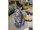 Adopt Zinna a Brown Tabby Domestic Shorthair (short coat) cat in Sioux Falls