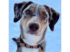 Adopt Korbin a Brown/Chocolate Catahoula Leopard Dog / Australian Shepherd /