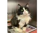 Adopt CAPTAIN SUSHI a All Black Domestic Longhair / Mixed Breed (Medium) / Mixed