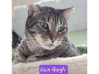 Adopt Van Gogh a Brown Tabby Domestic Shorthair / Mixed cat in Oviedo