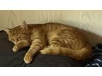 Adopt Dunkin a Orange or Red Tabby Domestic Shorthair (short coat) cat in